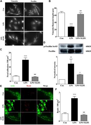 Salidroside Improves Chronic Stress Induced Depressive Symptoms Through Microglial Activation Suppression